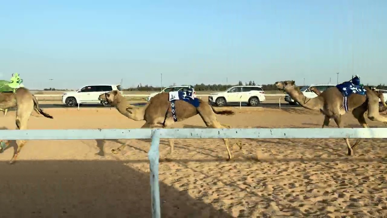 ش 1رئيسي  ثنايا بكار سلطة ل سالم عارف الشراري 
