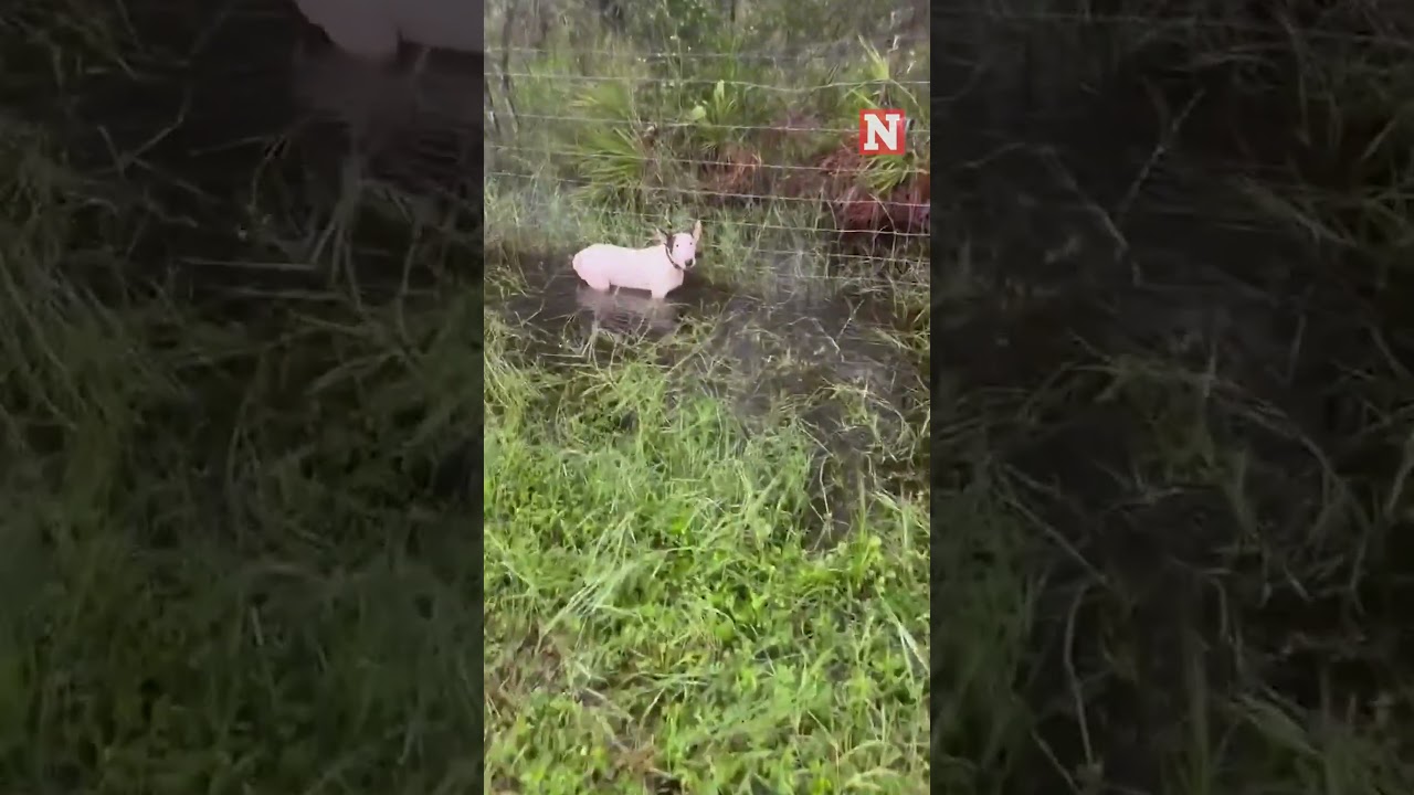 Полиция спасла брошенную собаку возле межштатной автомагистрали во время урагана Милтон