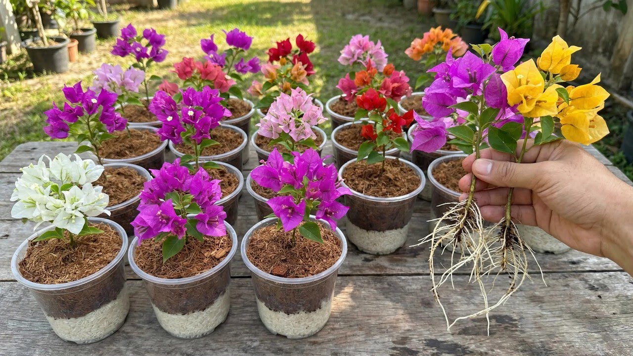 Using rice to propagate thousands of bougainvillea plants! A special secret.