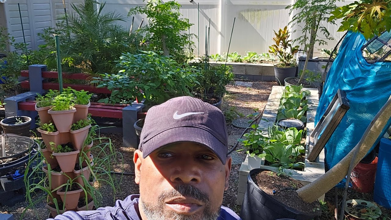 Repositioning a 30 gallon pepper plant and what's growing in the garden for November 