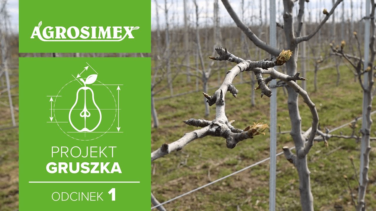 Projekt Gruszka odc. 1 - Sposób na sukces w uprawie grusz | Agrosimex