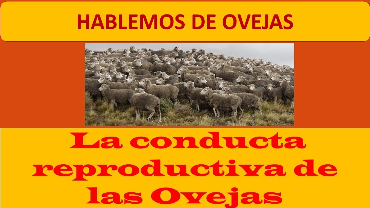 LA CONDUCTA REPRODUCTIVA DE LAS OVEJAS