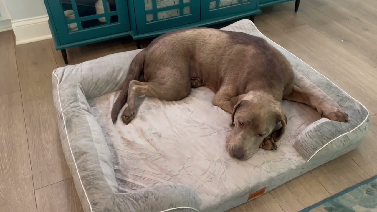 CWAWZ Extra Large Dog Bed, Orthopedic Dog Bed with Cooling Gel Memory Foam Review