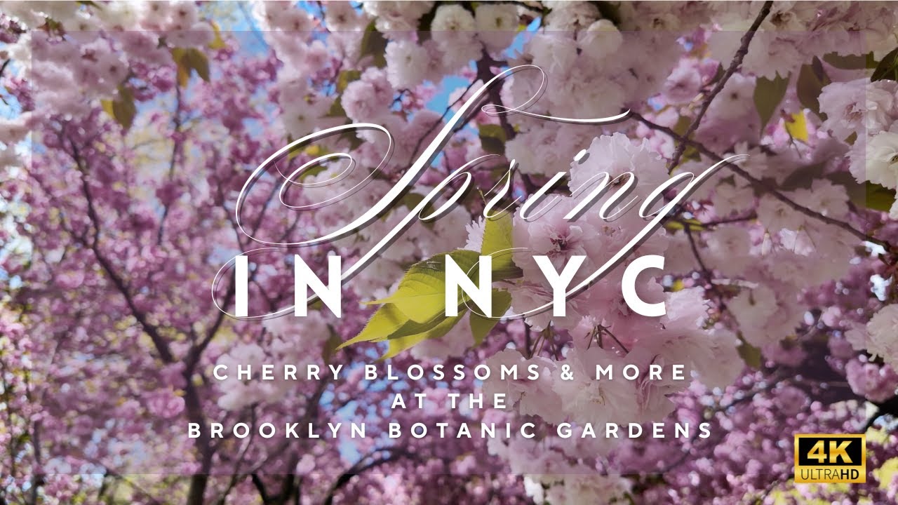 Spring Brooklyn Botanic Garden Tour with Cherry Blossoms (4K)
