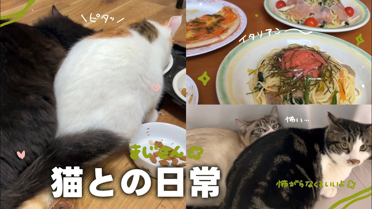 【ねことの日常Vlog】 病院に行ってから人間不信になってしまった保護猫ちゃんを安心させたい | 猫ちゃん同士の仲の良さにびっくり…😳💘 【保護猫シェルター】
