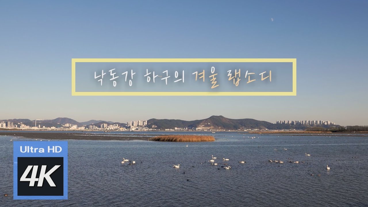 [ 4K ] 대리만족 을숙도 탐방ㅣ낙동강 하구의 겨울 랩소디ㅣ위대한유산 100경 32
