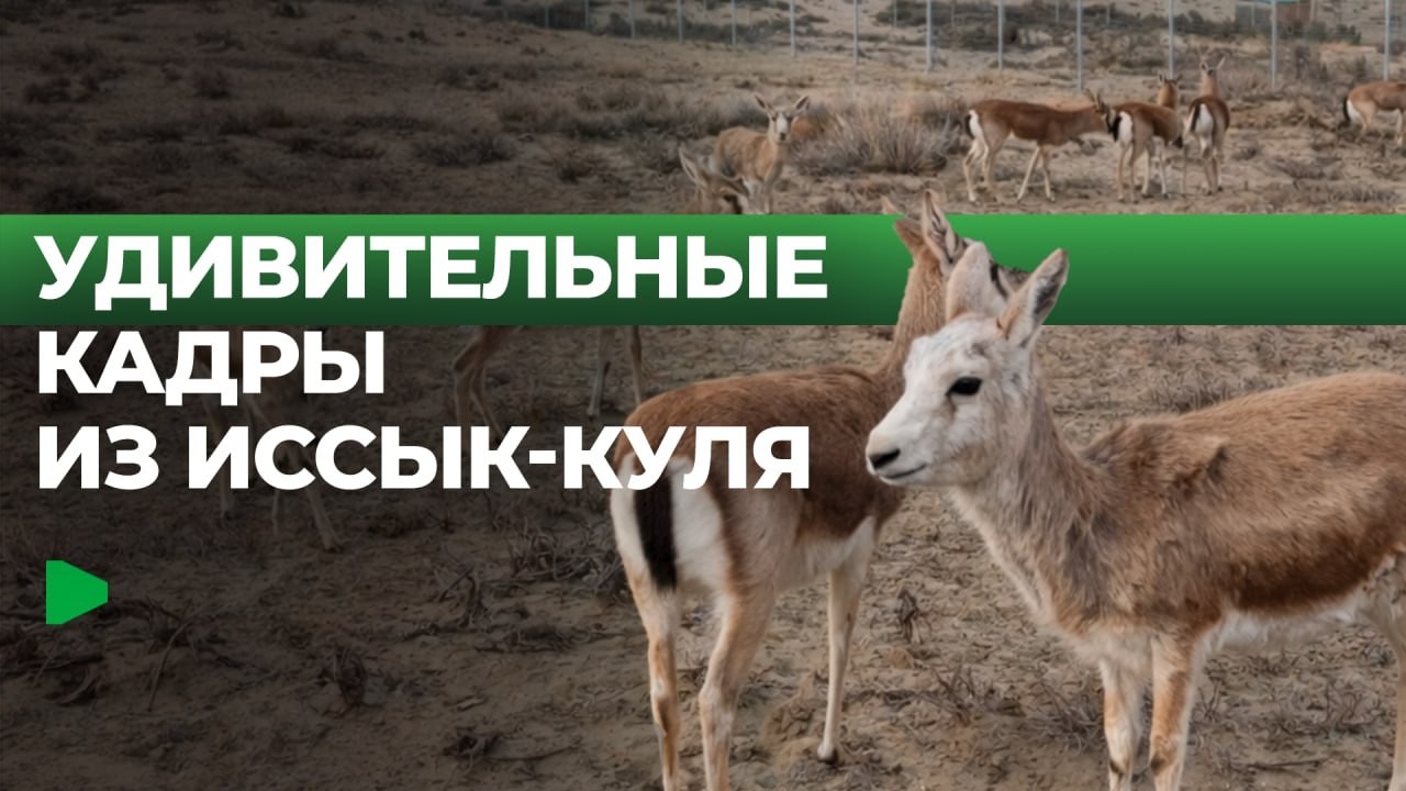 Джейраны возвращаются в Иссык-Куль: как восстановить исчезающий вид | НОМАД ТВ