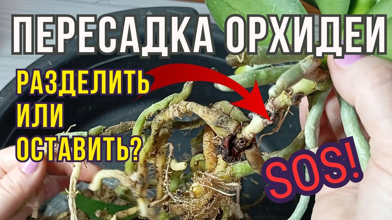 Срочно нужен совет! Пересадка орхидеи: разделить или оставить как есть?