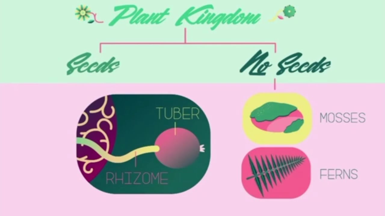 Classification of Plants Urdu Biology | پودوں کی درجہ بندی کیا ہے| Urdu Science | اردو سائنس