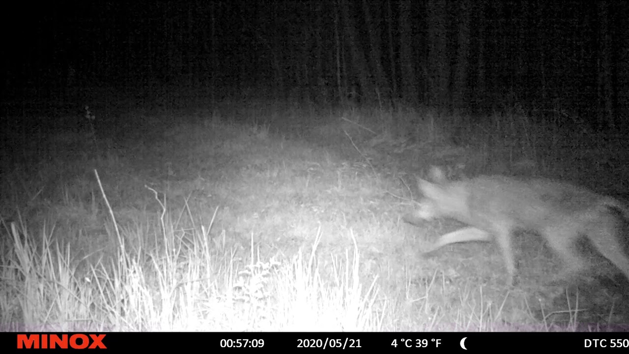 Rajakaamera, hundid. Wolves, trail camera in Estonia