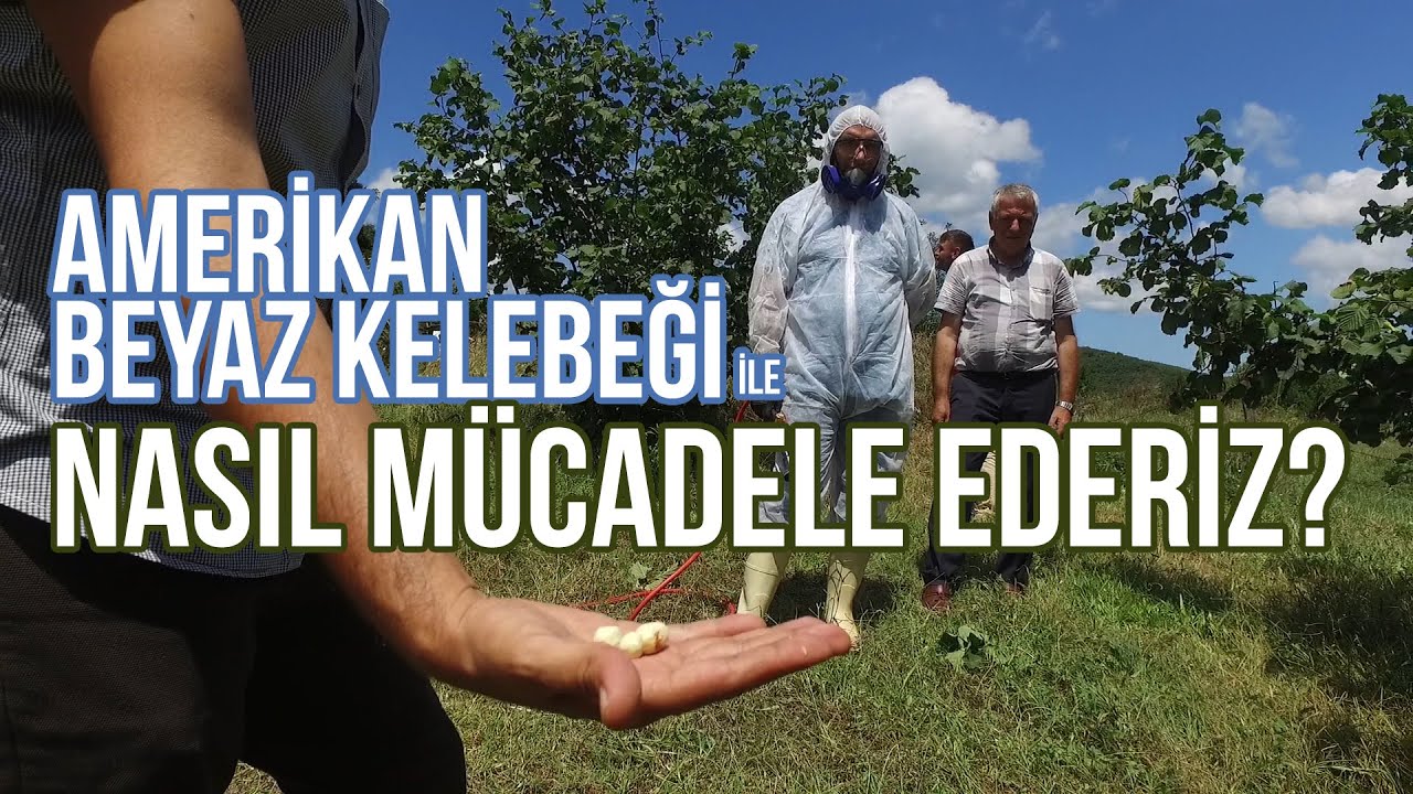 Amerikan Beyaz Kelebeği İle Mücadele Yöntemleri! - Derdimiz Fındık