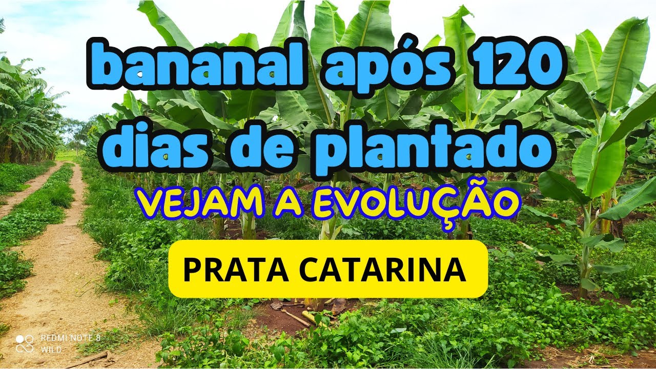 banana PRATA CATARINA após 120 dias de plantadas