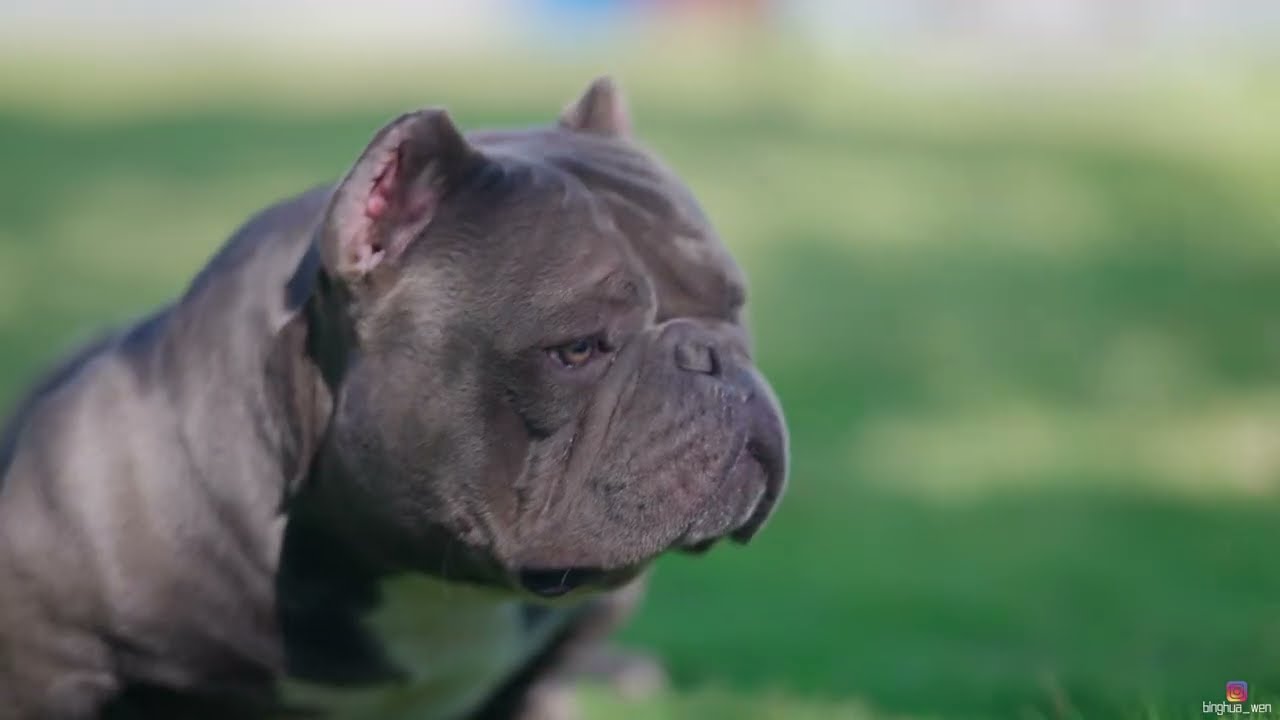 Exotic bully-Mr.Blue legend