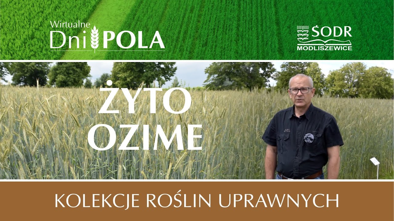 Kolekcja żyta ozimego