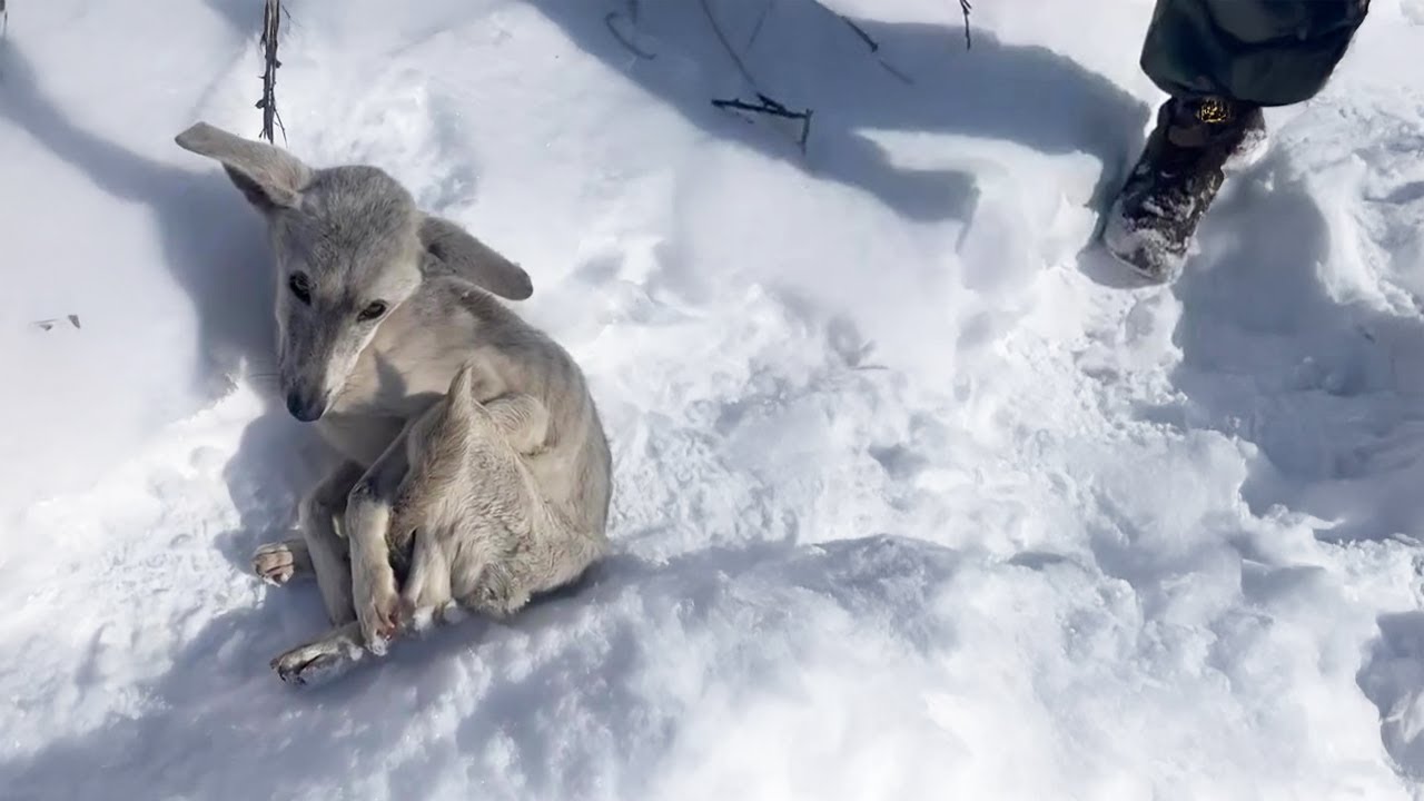 Punished and Freezing at 5°F, Skinny Dog Begs for Mercy as Owner ‘Teaches a Lesson’