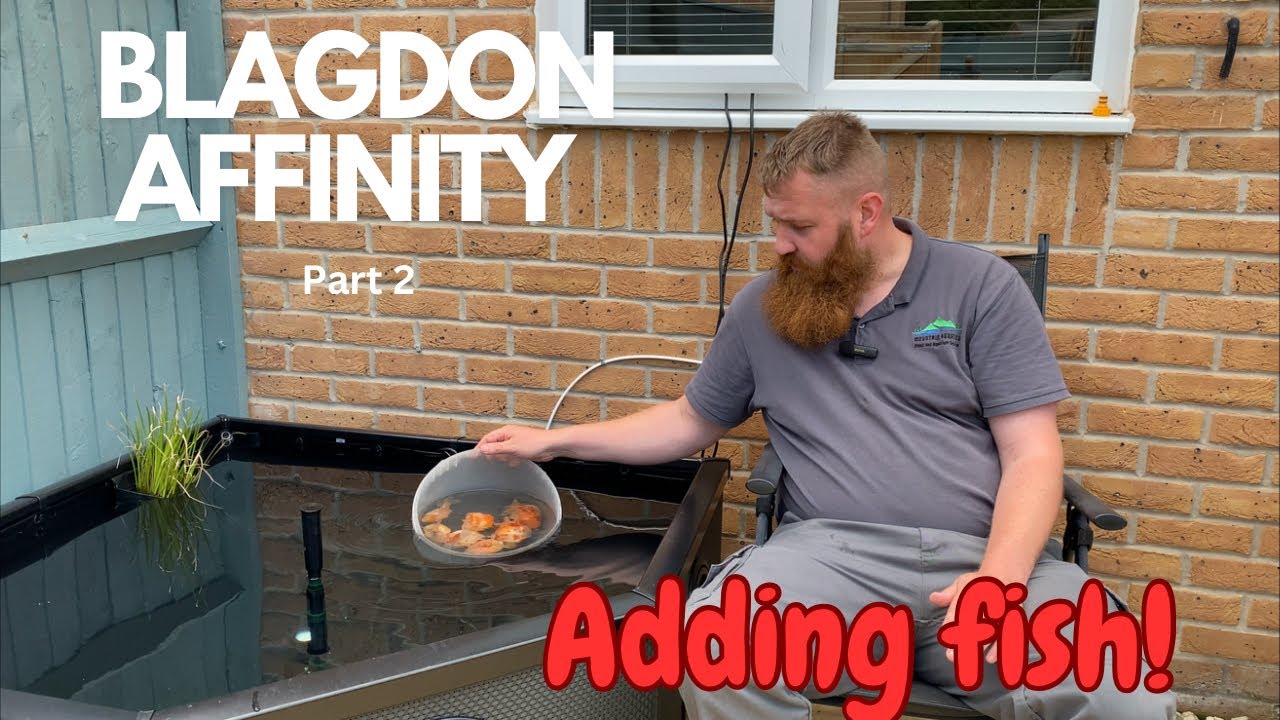 Пруд Blagdon Affinity Grand Corner (добавление красивых золотых рыбок)
