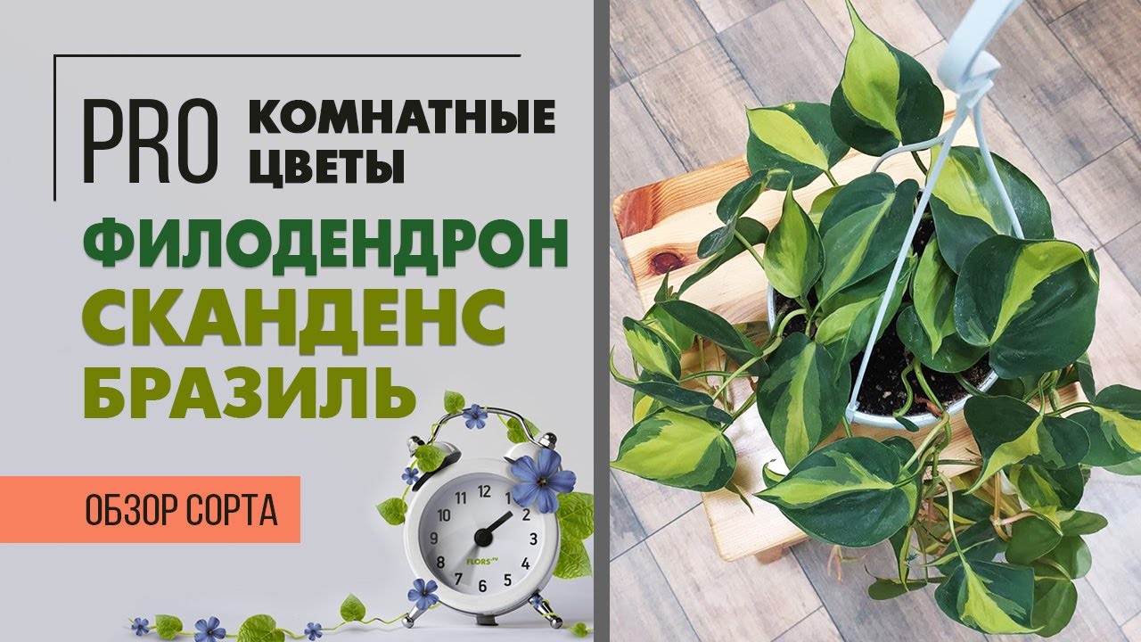 Филодендрон Скандекс Бразиль - комнатная быстрорастущая лиана | Обзор сорта филодендрона