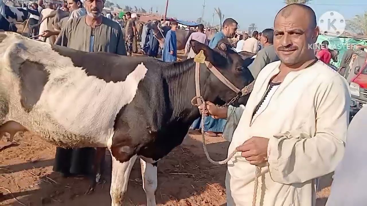 اسعار البقر الوالد والعشر واللبن في سوق ابو هواش تبع المحموديه بحيره