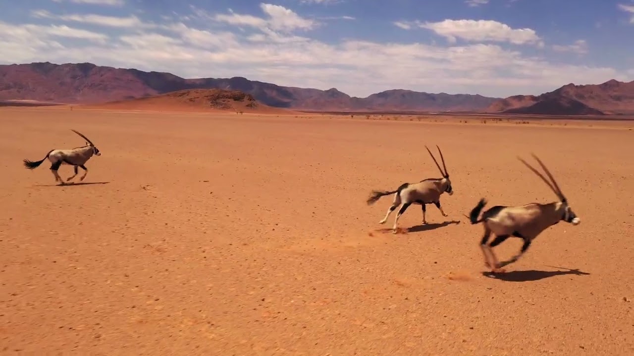 Amazing Gemsbok running in Africa videos-4k Nature (Ultra HD) | Nature's Sweet Tales.