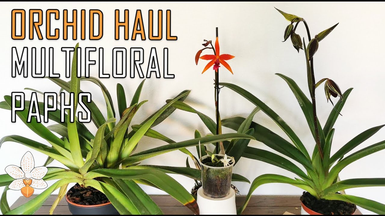 Orchid Haul Multifloral Paphiopedilums