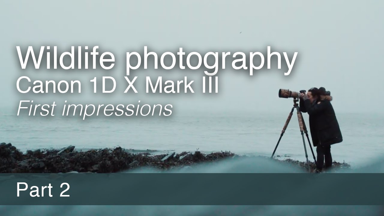 Фотосъемка дикой природы и Canon EOS-1D X Mark III | Часть 2
