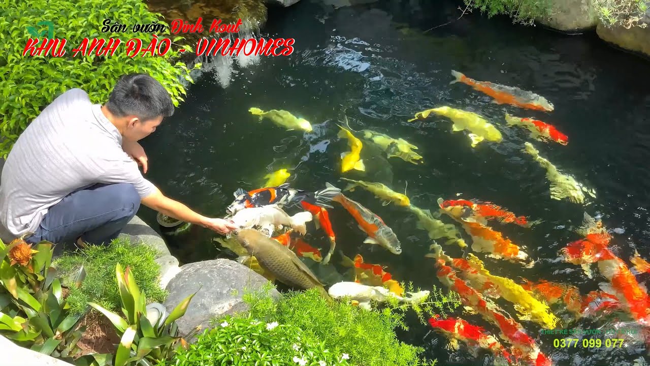 Khu Anh Đào - Vinhomes | Tuyệt phẩm sân vườn - hồ cá koi.