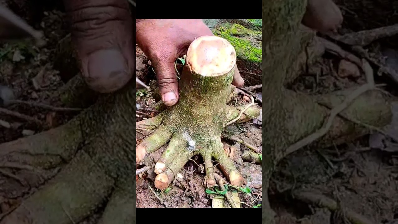 #ficusrumphii #peepal #ficus #banyan #bonsaitree #bonsai #bonsaiplant #janabonsai #shorts