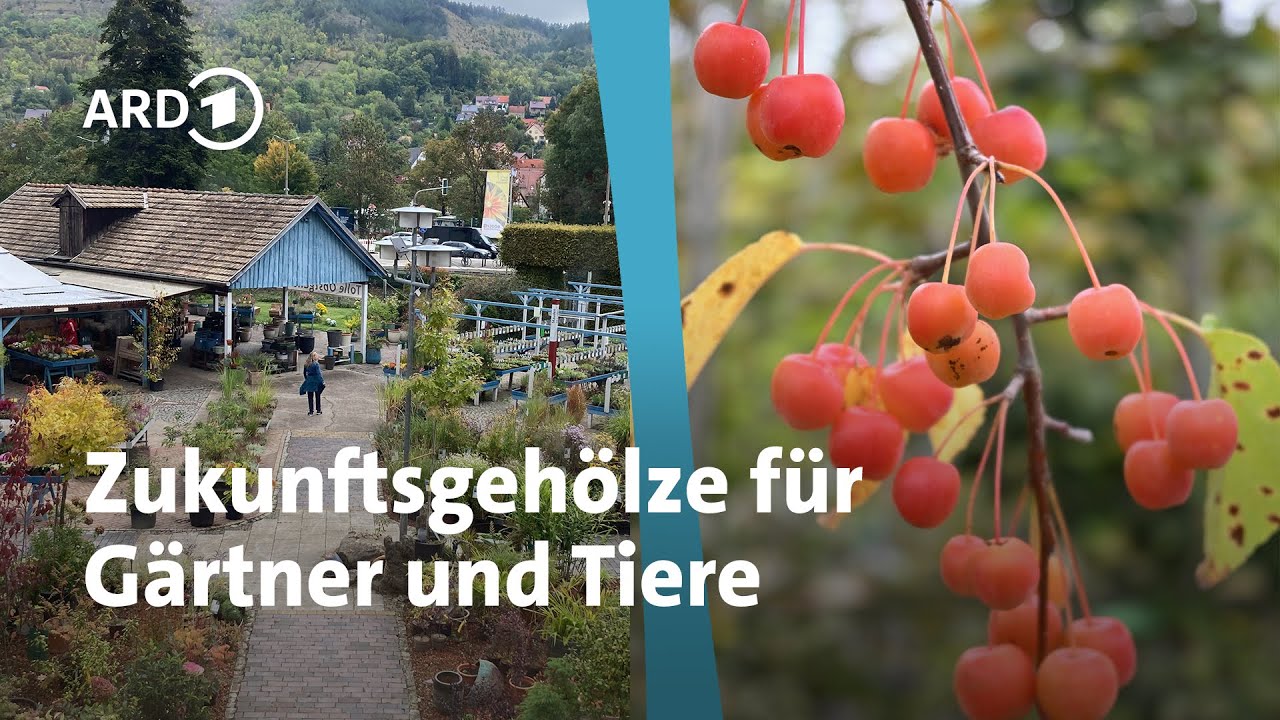 G&auml;rtnerei befasst sich mit Klimawandel: Pflanzen f&uuml;r eine neue Zeit | MDR Garten