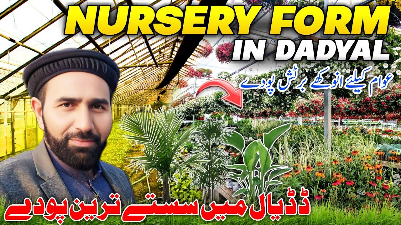 Unique Nurcery Form in Dadyal 🌴🌱 Good News For Public Of Dadyal || Family Vlog