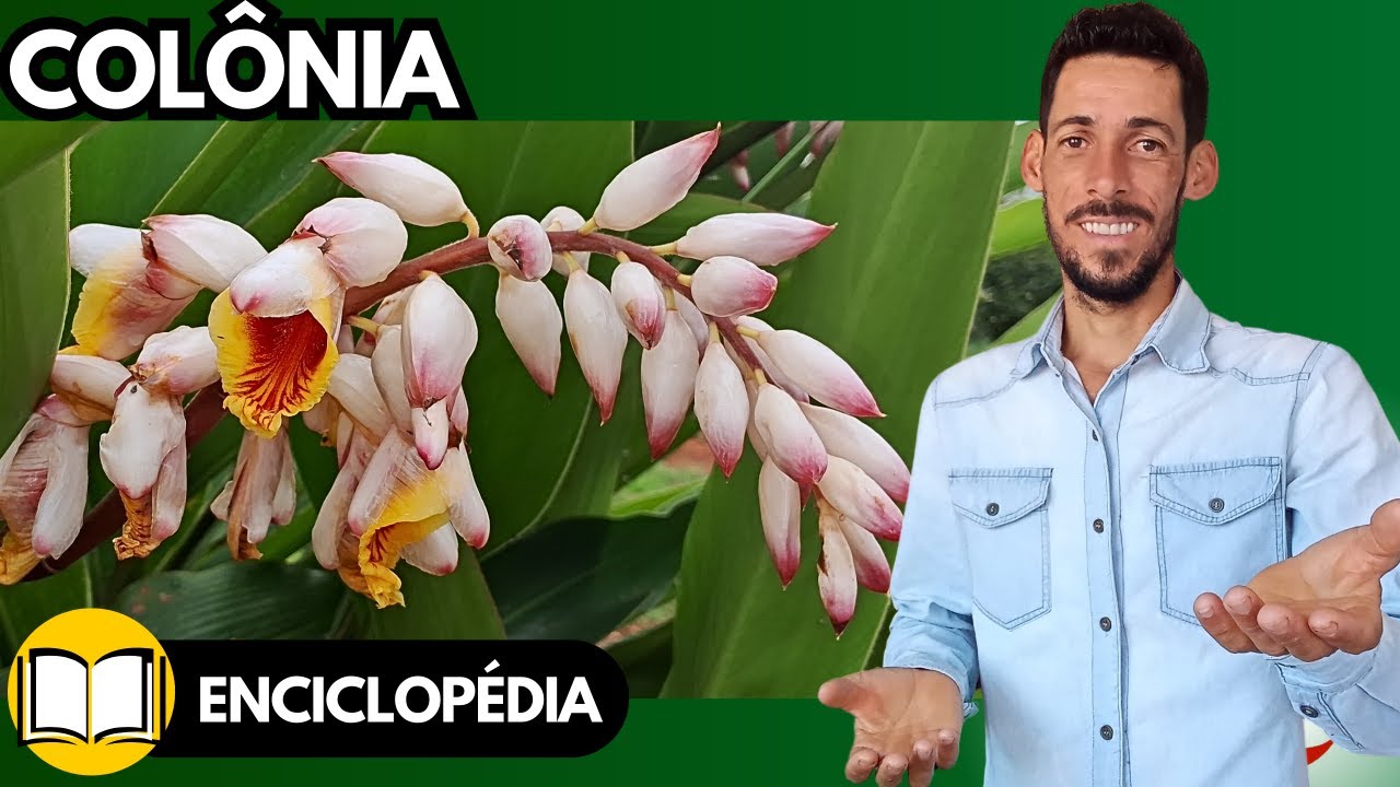 COLÔNIA ou GENGIBRE-CONCHA (Alpinia zerumbet)  | Plantas Medicinais