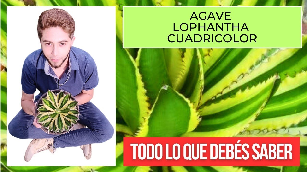Agave Lophantha Cuadricolor Cuidados