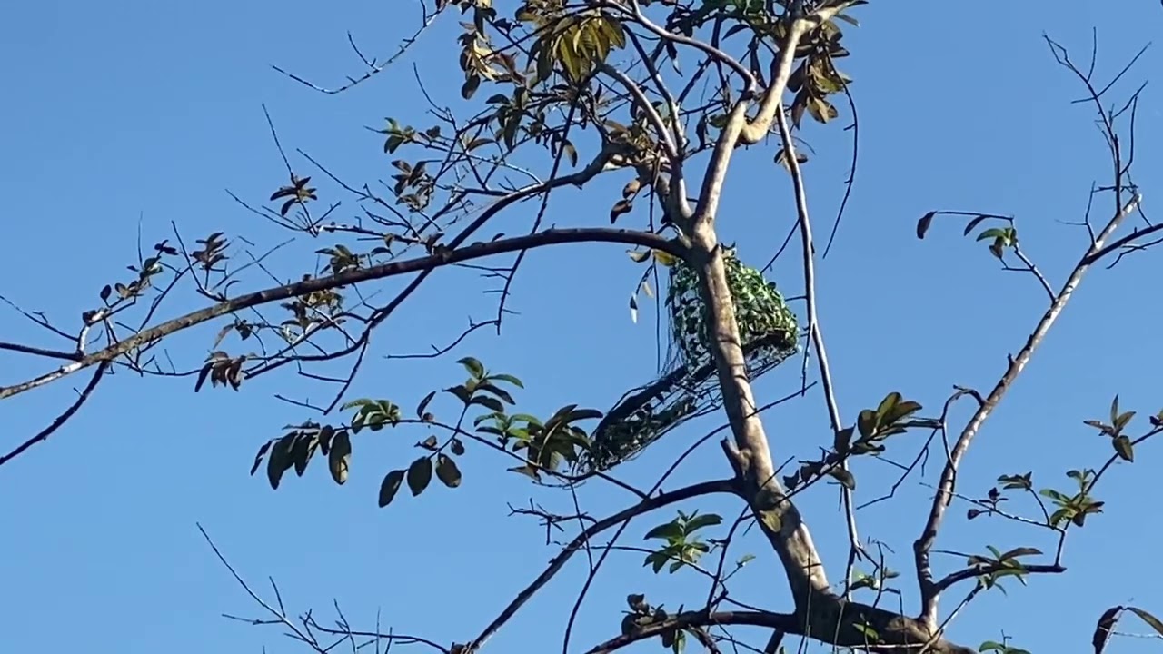 Cu gáy mồi cây ( mồi C4 bắt bổi tơ thả tại cội) anh em coi vui 