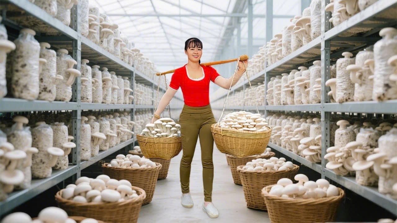 Rewind Timelapse: Harvest 200 Oyster Mushrooms, Use 3-Wheel Truck to Go to Market | Phương Farm TV