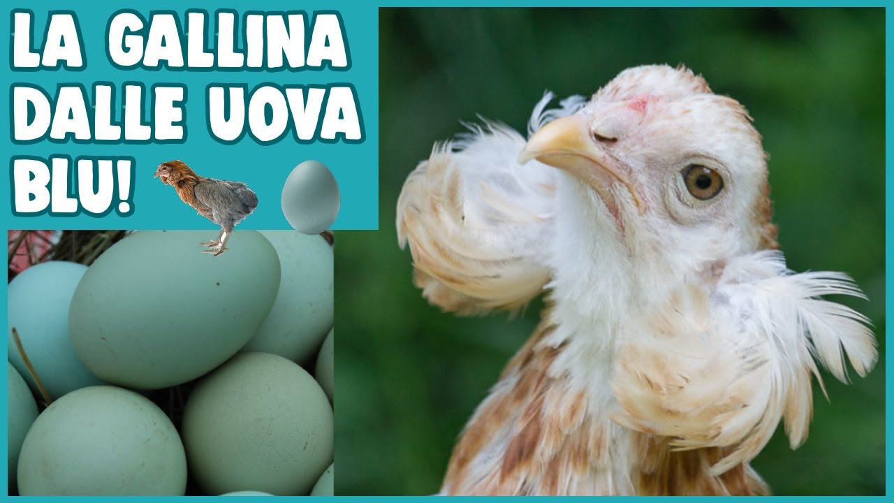 GALLINA ARAUCANA (O MAPUCHE): LA GALLINA DALLE UOVA BLU!