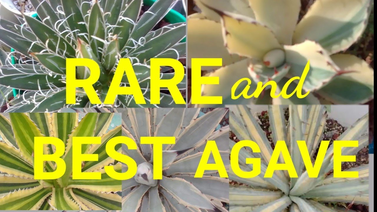 Rare and Variegated Agave|Anna Charitoo