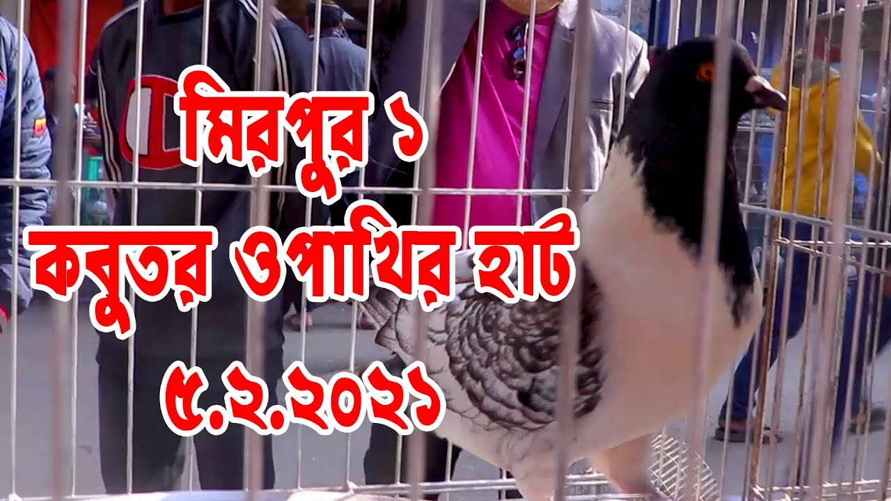 Mirpur 1 Kobutorer Hut | মিরপুর ১ কবুতরের হাট | 5.2.2021 | Friday | প্রচুর মানুষের ভীড় , কেনা বেচা |