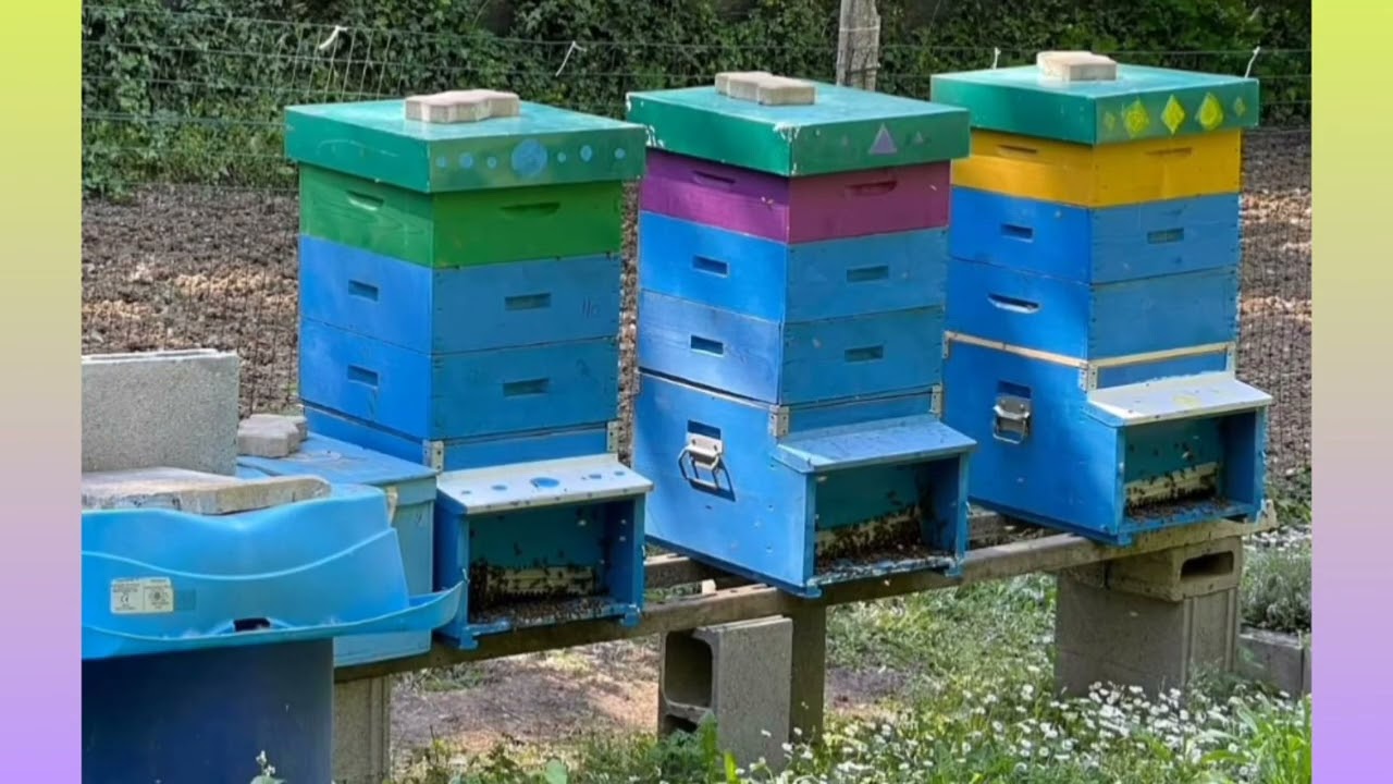 ምርባሕ ንህቢ (Beekeeping)     episode 4