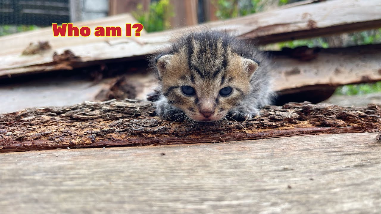 Poor kitten abandoned see the world for the first time.but the first person it see isn't its mother.
