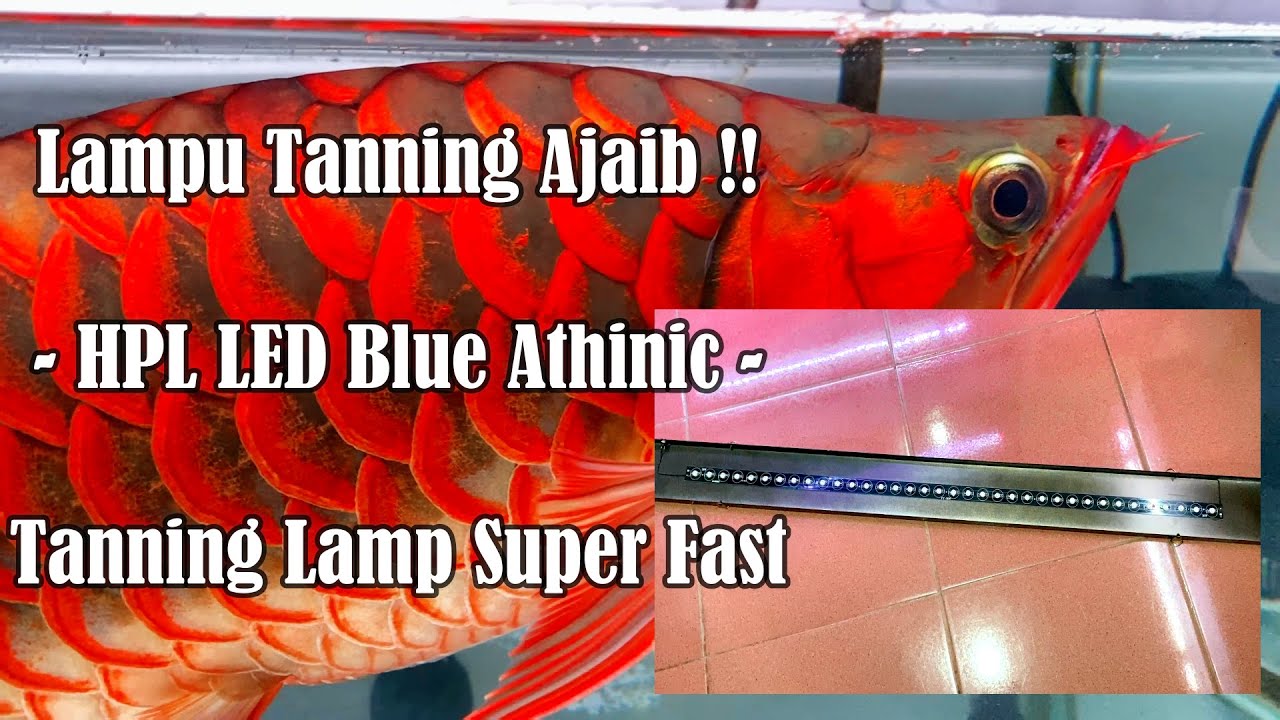🔴 Lampu Tanning yg ku pakai buat Merahin ikan Arwana Super Red❗❓ HPL LED Hard Tanning Lamp Aquarium