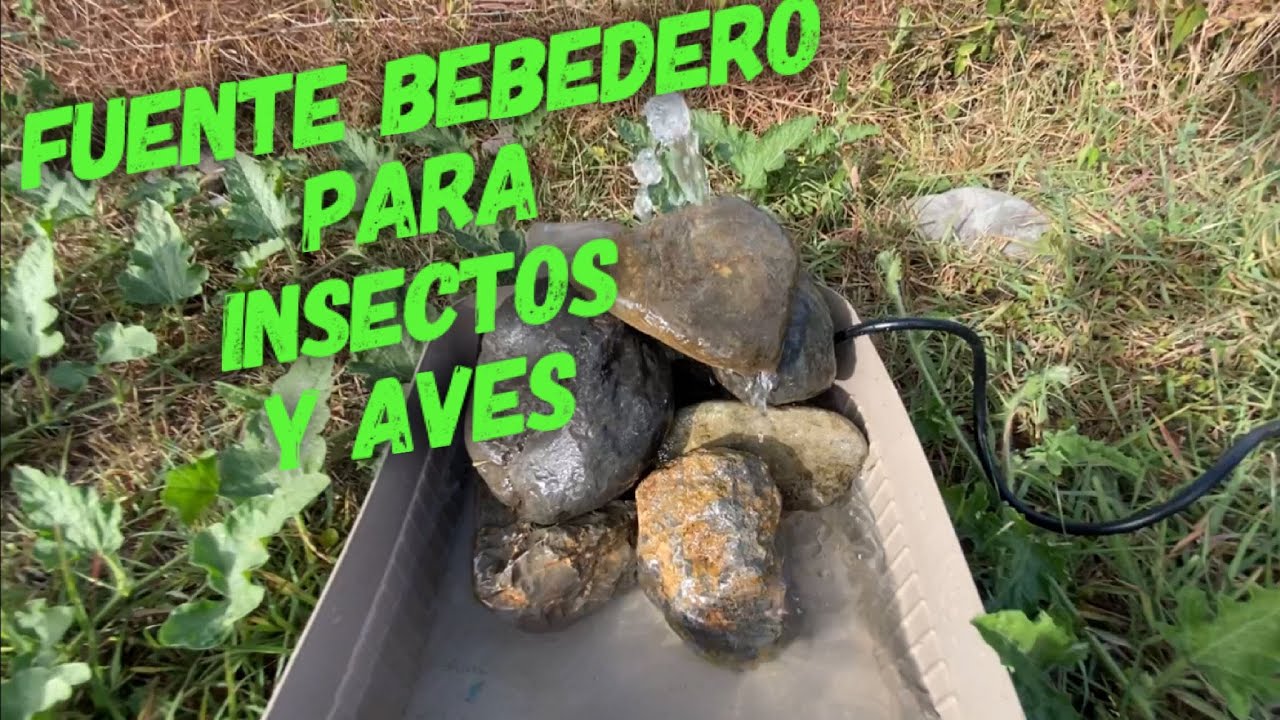 Tienen mucha sed! mira lo que hicimos! Como hacer un bebedero para insectos, aves y otras especies