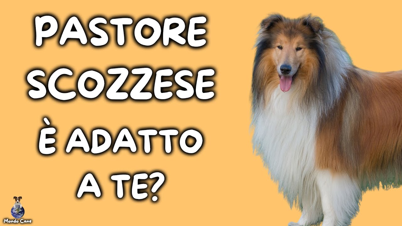 Pastore Scozzese: Cosa Sapere