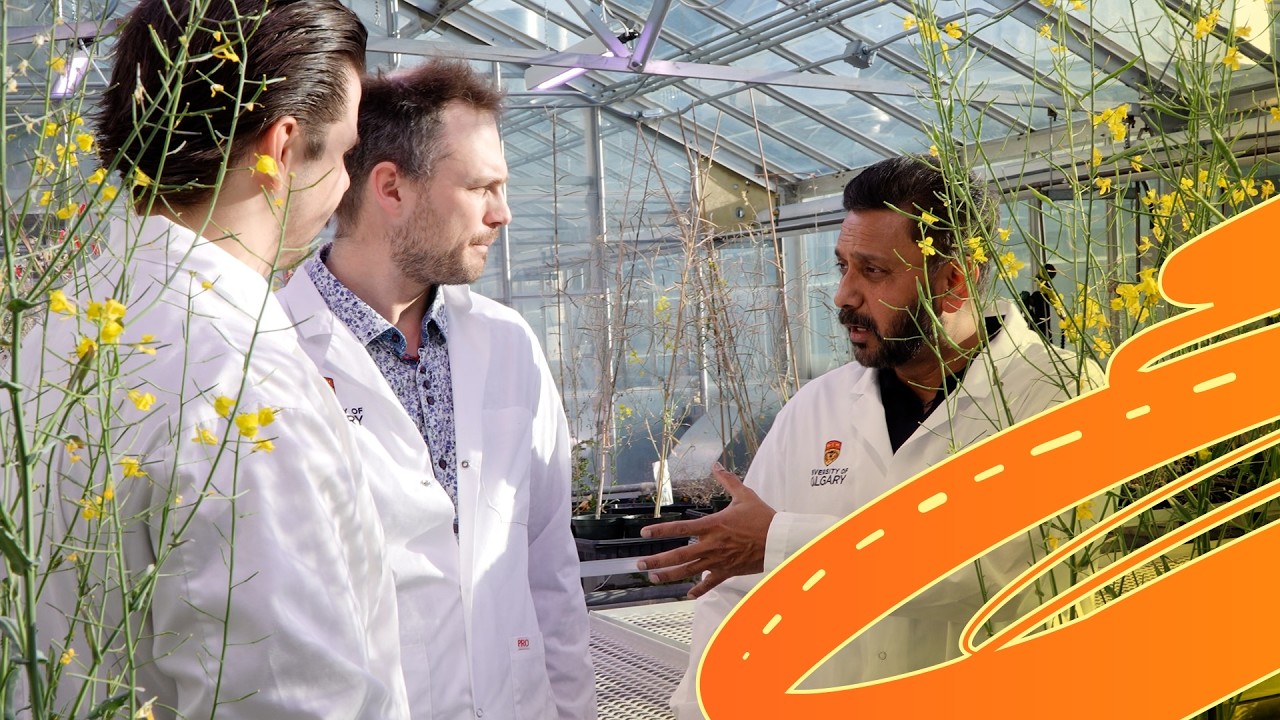 UCalgary researchers find new techniques to prevent canola seed loss
