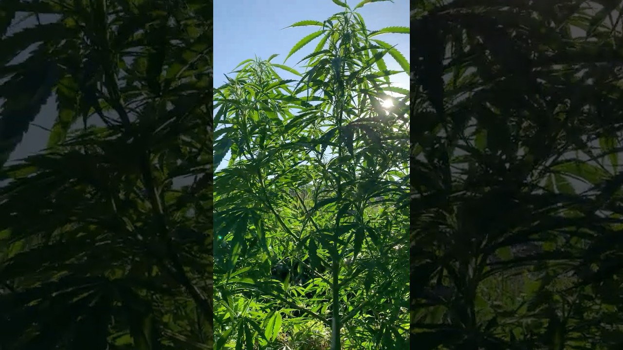 Cannabis Durban Fem sativa in the evening sun #outdoorgrow #cannabisgrowers #cannabis #outdoor