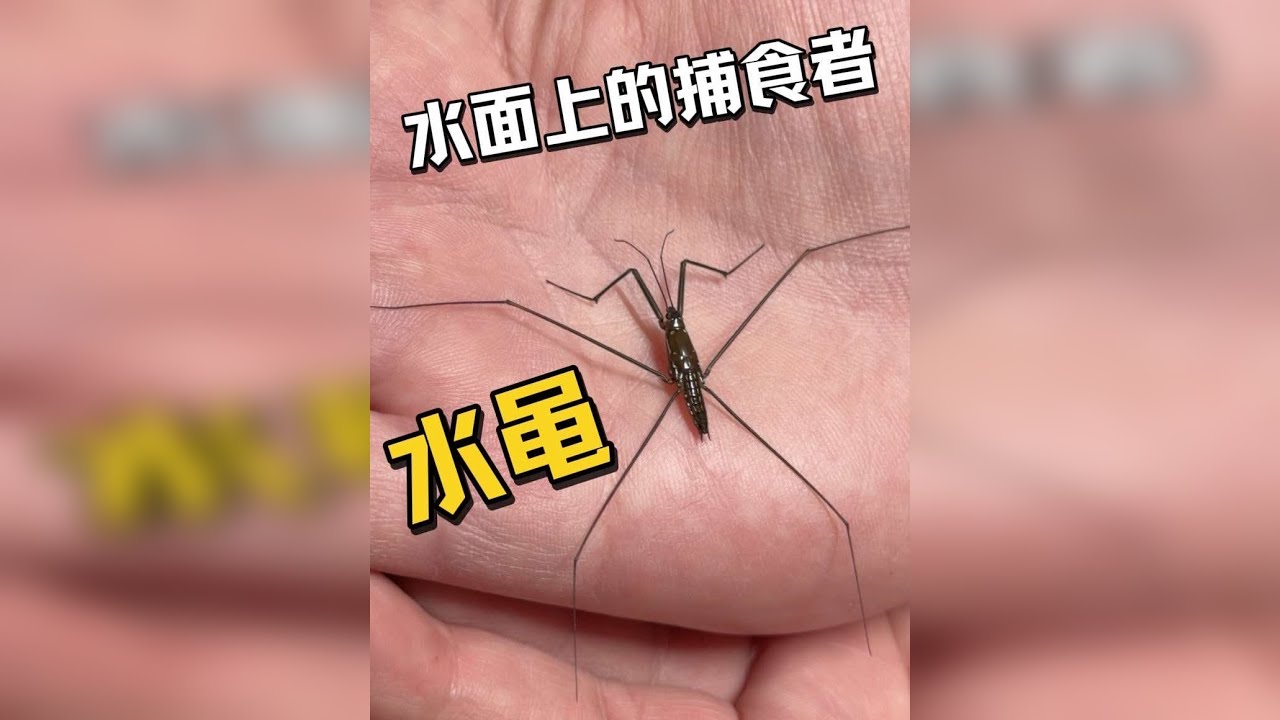 水面上的捕食者—水黾