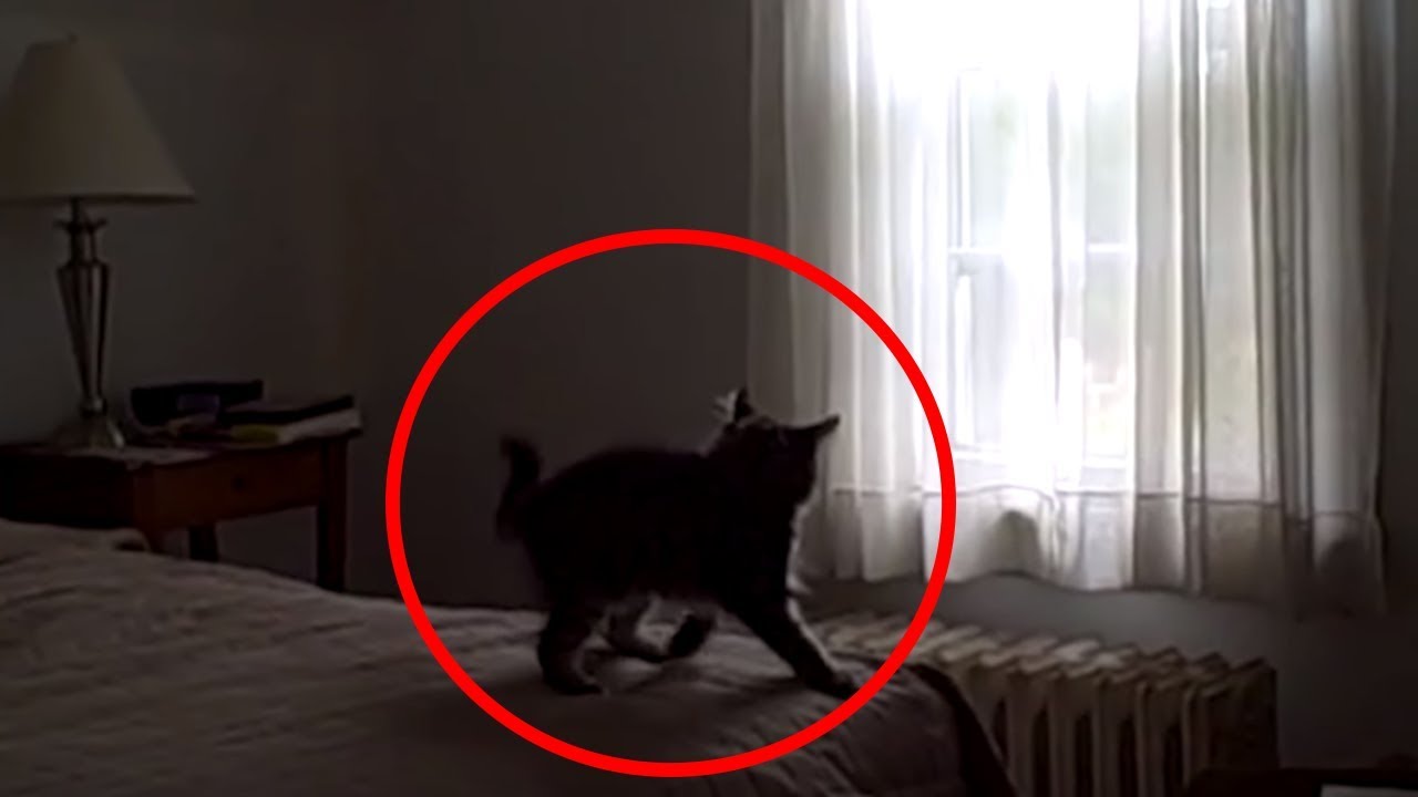 5 Creepy Times CATS Were Seeing Things Their Owners Couldn’t!
