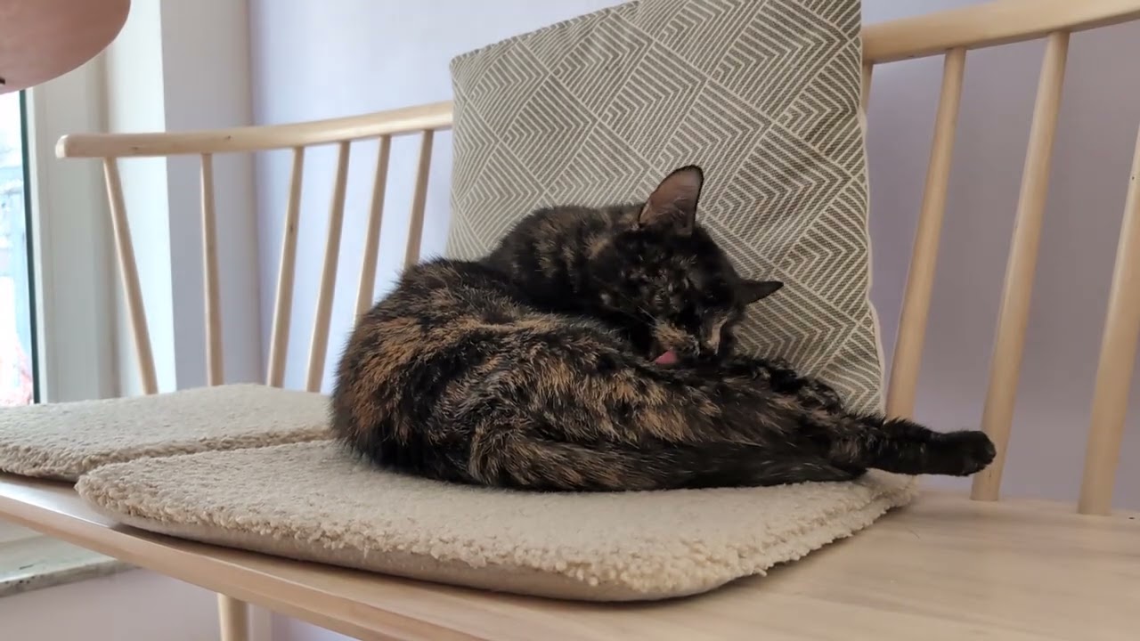 Grooming Tortoiseshell Cat for Sleep, Relaxation, Learning, Concentration - Soft Music (3 Hours) 🎶☀️