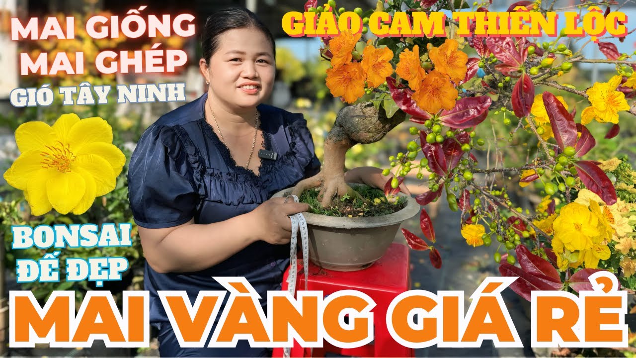 11-03 CHỊ THANH TRÀ Giao Lưu Mai Vàng Giá Rẻ, Giảo Cam Thiên Lộc, Giảo Ông Thầy, Gió Tây Ninh…