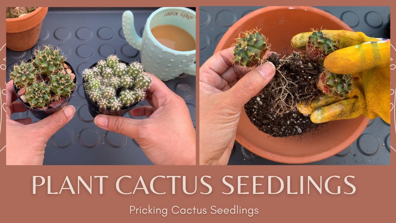Let's Repot Cactus Seedlings | How to Repot a Cactus Seedling | Pricking Cactus Seedlings