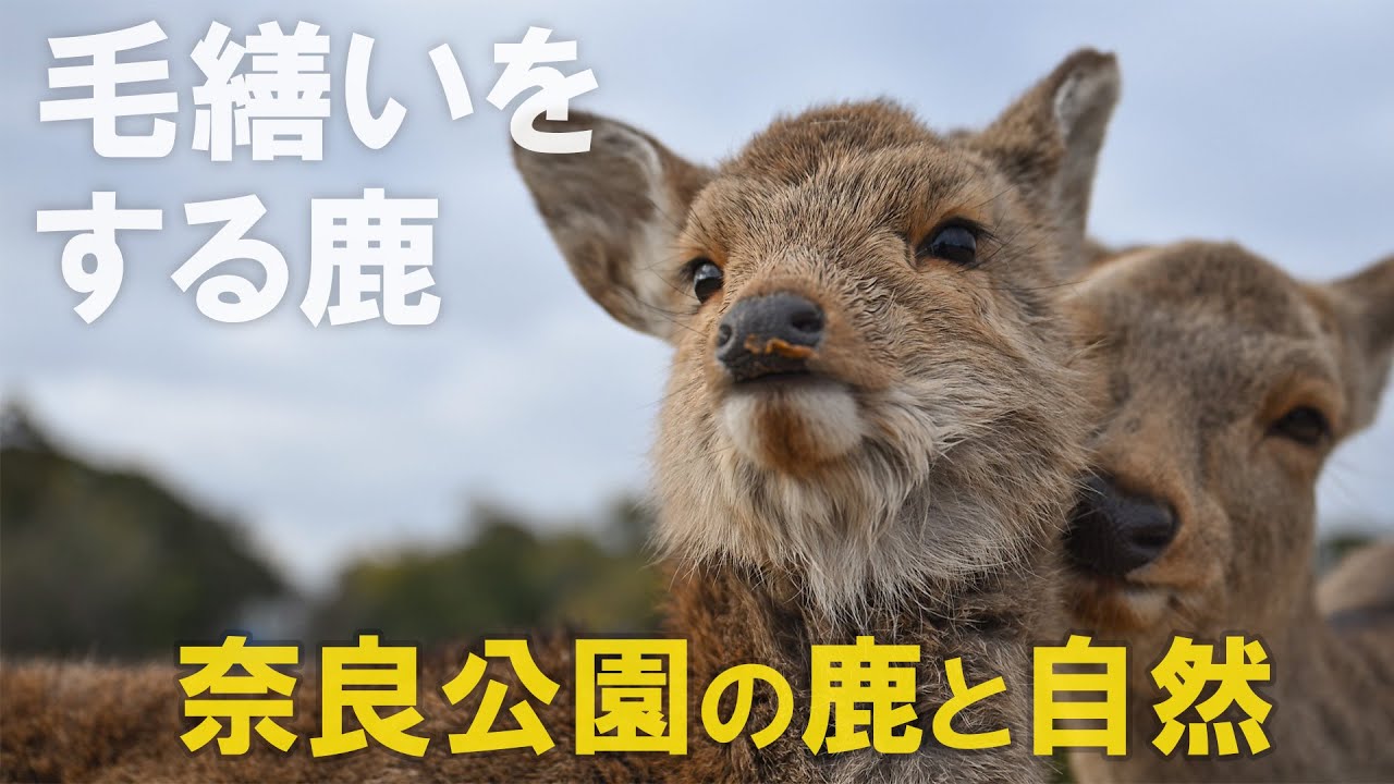【奈良公園の鹿と自然】毛繕いをする鹿