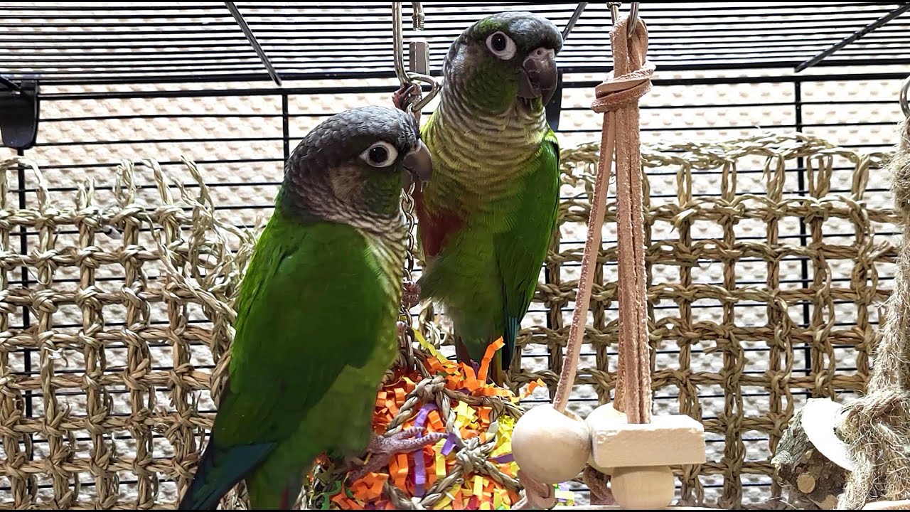happy conure parakeet sounds